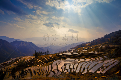 元阳,梯田,哈尼族,云南省,水稻梯田,水,水平画幅,户外,农作物,稻田