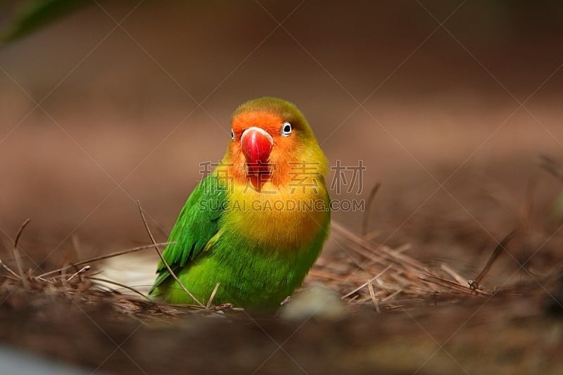 色彩鲜艳,鸟类,鹦鹉,虎皮鹦鹉,可爱的,越南,热带气候,野生动物,肖像,橙色