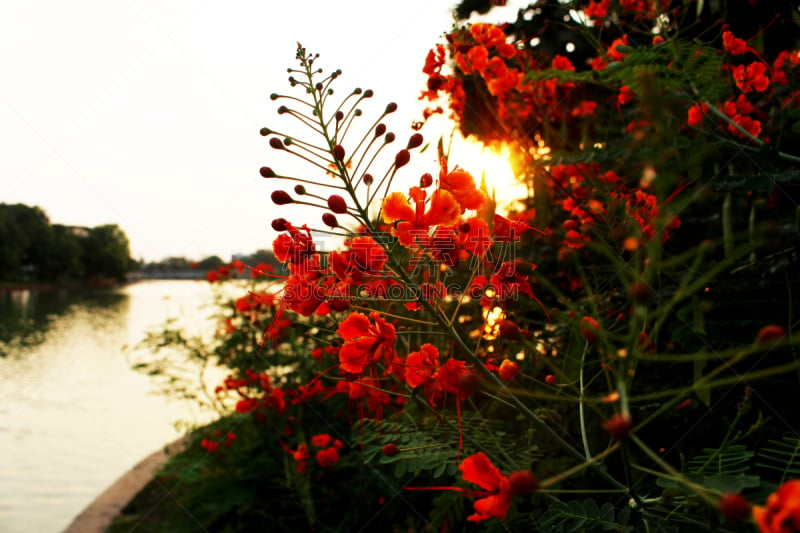 云实,开花植物,动物,水,美,公园,水平画幅,无人,夏天,特写