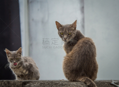 猫,小猫,南美,阿根廷,灰色,毛皮,水平画幅,小的,可爱的,家畜