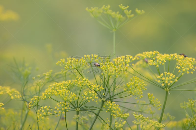 仅一朵花,柔焦,黄色,选择对焦,留白,水平画幅,峨参,无人,曙暮光,户外