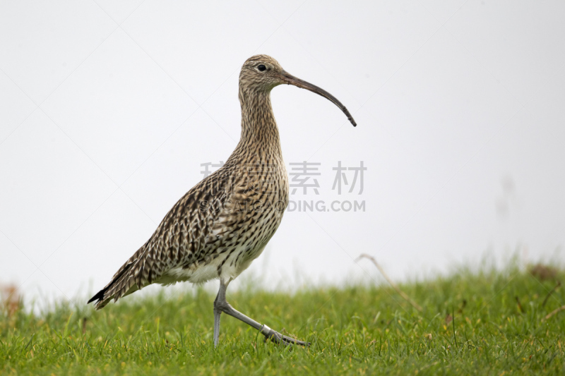 杓鹬,河口,自然,水,停泊的,旷野,摩尔人风格,野生动物,水平画幅,无人