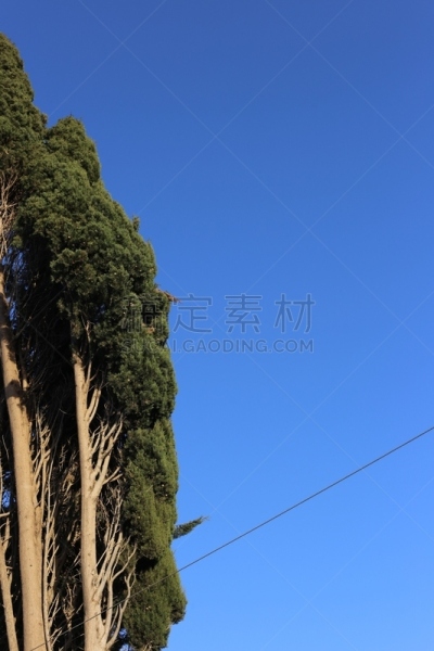柏树,金属丝,秃树,蓝色,象鼻,天空,电缆,垂直画幅,枝繁叶茂,树木造型