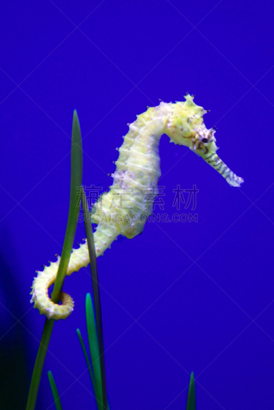 海马,无人,鱼缸,水族馆,海洋生命,垂直画幅,图像,海洋,水下,动物