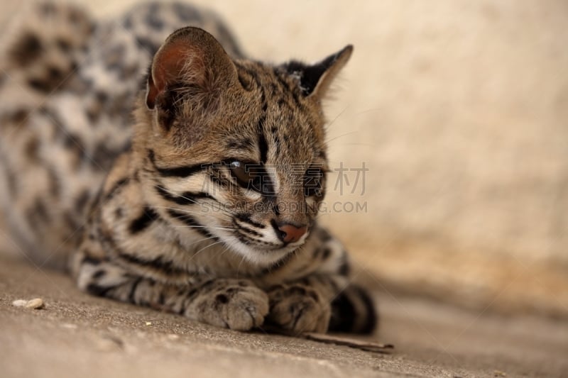 野生猫科动物,巴西,南美洲虎猫,虎,南美,猫,水平画幅,无人,野猫,卡丁加群落