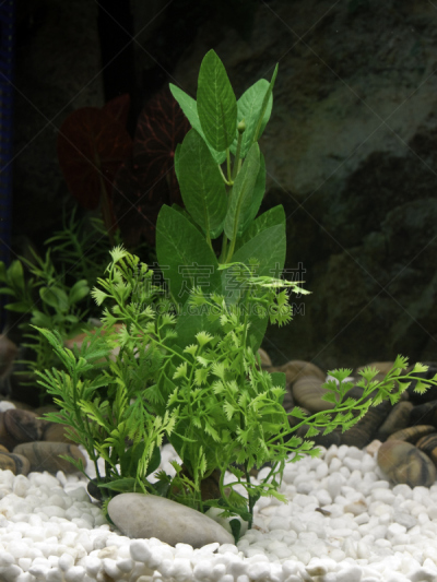 植物,鱼缸,垂直画幅,水,无人,水下,淡水鱼,沙砾,业余爱好,鹅卵石