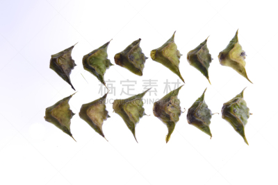 荸荠,白色背景,分离着色,蔬菜,草本,食品,图像,小吃,甜点心,堆
