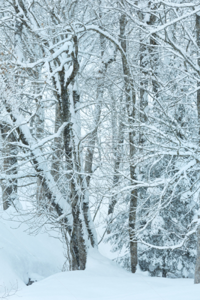 冬天,山,森林,雾,自然,垂直画幅,地形,雪,下雪