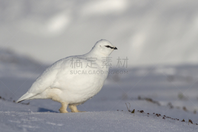 冬天,岩雷鸟,雄性动物,冻原,自然,野生动物,水平画幅,秋天,无人,2015年