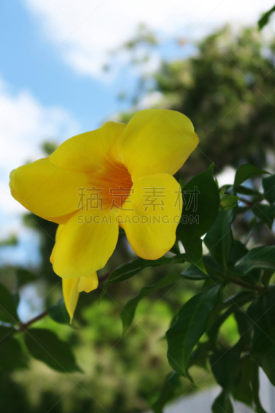 仅一朵花,一个物体,小号,金色,垂直画幅,无人,夏天,软枝黄蝉,特写,热带气候