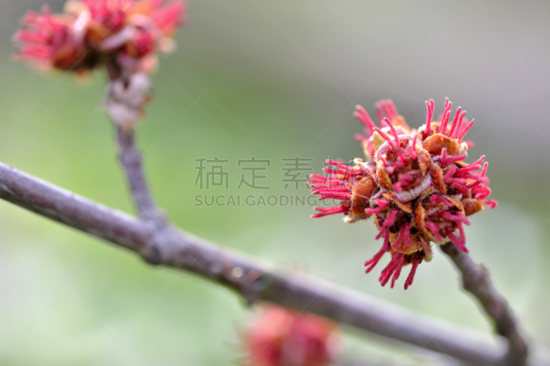 桤树,黑色,雌性动物,自然,红色,乌克兰,图像,美,枝,植物表皮