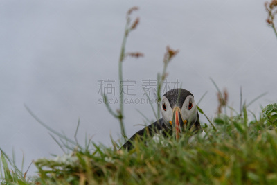 角嘴海雀,自然,水,悬崖,水平画幅,小的,可爱的,蓝色,鸟类,户外