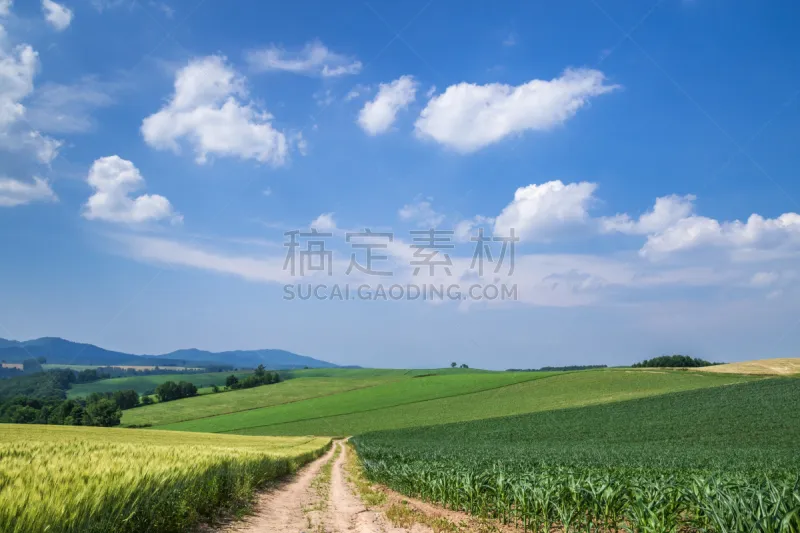 农场 多色的 富良野盆地 北海道 天空 枝繁叶茂 夏天 农作物 风景 地平面图片素材下载 稿定素材 农场 多色的 富良野盆地 北海道 天空 枝繁叶茂 夏天 农作物 风景 地平面图片素材下载 稿定素材