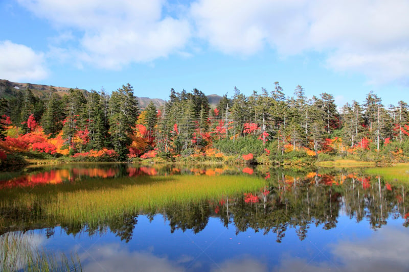 叶子,沼泽,翠湖,层云峡,大雪山国家公园,上川,水,天空,国家公园,水平画幅