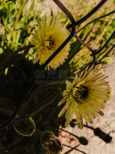 自然,黄色,季节,清新,垂直画幅,图像,花朵,美,自然美,阿尔及利亚