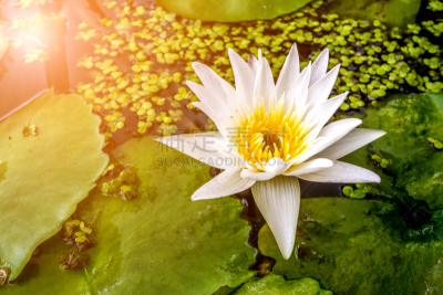 水,荷花,百合花,白色,彩色图片,自然美,黄色,园林,鸡尾酒,花
