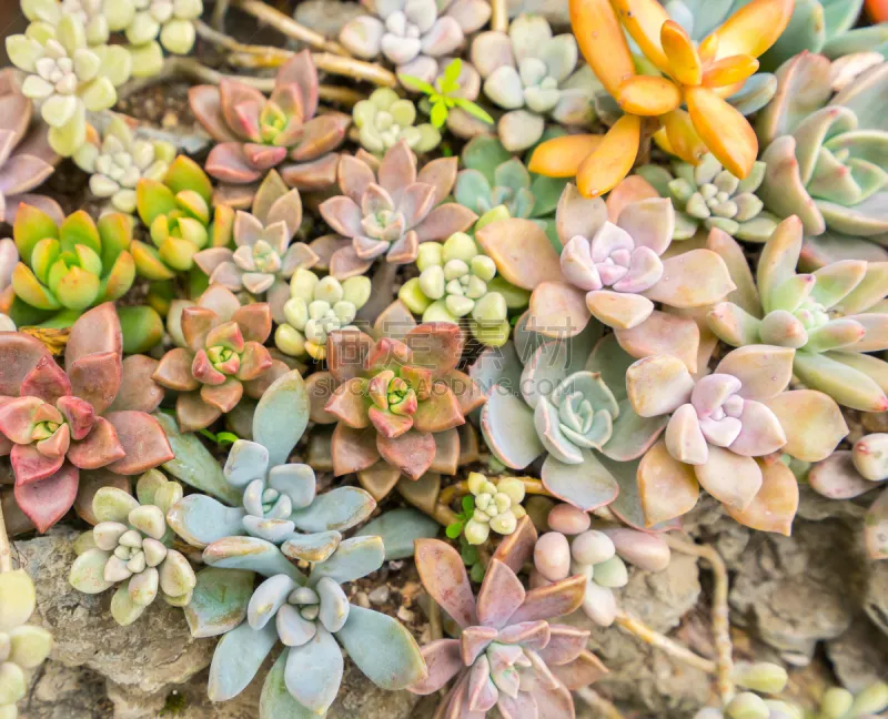 小的 多肉植物 水平画幅 无人 园艺 石莲花 户外 景天属植物 特写图片素材下载 稿定素材