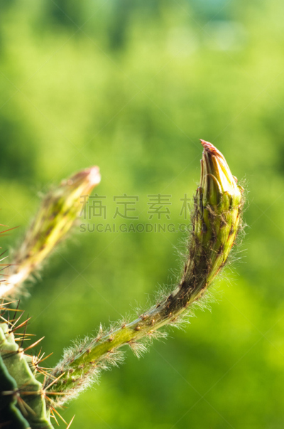 仙人掌,桶仙人掌,垂直画幅,芳香的,下水塞,装管,荆棘,尖利,夏天,干的