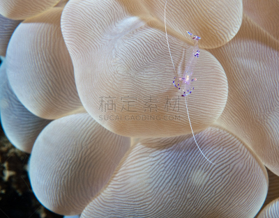 虾,水泡珊瑚,共栖,泡泡,水平画幅,无人,珊瑚,水下,大特写,特写