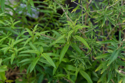植物,叶子,口香糖,特写,垃圾,芳香的,水平画幅,柠檬草,配方,草