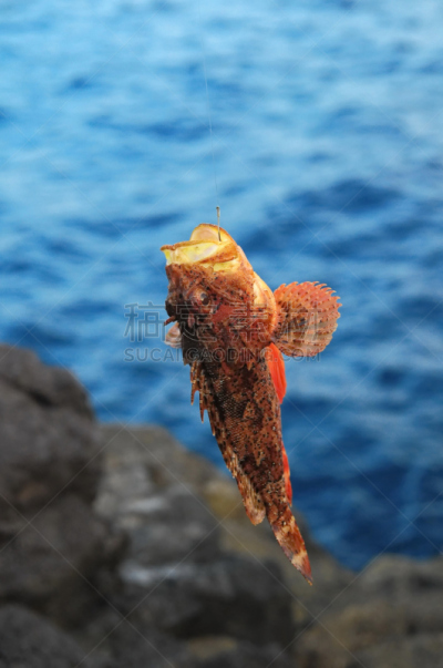 海洋,鱼类,红岩石,自然,垂直画幅,鲑,野生动物,无人,大西洋,海鱼