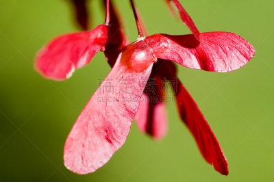 枫树的翅果,红松,自然,水平画幅,秋天,无人,枫树,针叶树,特写,植物