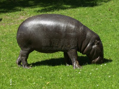 俾格米河马,哺乳纲,水平画幅,无人,雏菊,草,食草,摄影