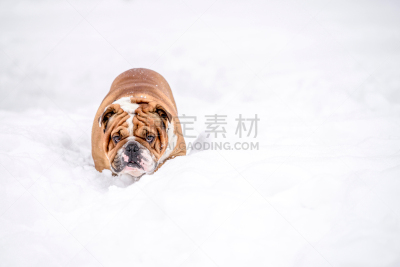 雪,英格兰斗牛犬,可爱的,寒冷,肖像,霜,狗,动物,犬科的,户外