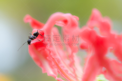 红蜘蛛百合,甘草蕨,蜘蛛百合,美,水平画幅,无人,夏天,特写,四季,黑色背景