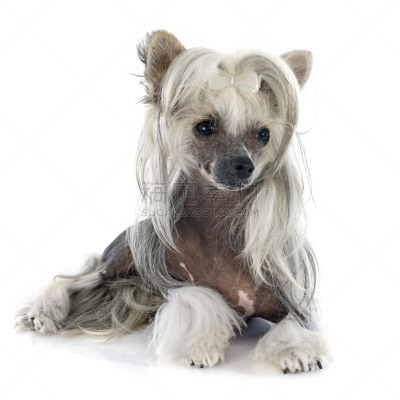 中国冠毛犬,宠物,纯种犬,白色背景,背景分离,室内,图像,雌性动物,狗,小的
