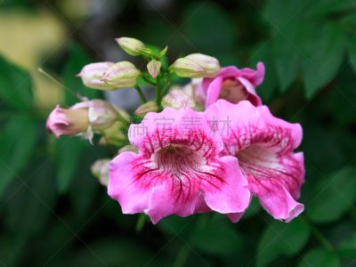 粉色,凌霄花,美,水平画幅,无人,夏天,木兰纲,特写,泰国,明亮