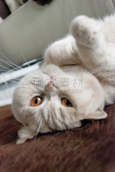 奶油,短发,英国,永眠,猫眼眼镜,短毛猫,垂直画幅,毛绒玩具,褐色,动物身体部位