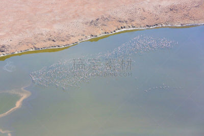 里夫特谷,小火烈鸟,航拍视角,肯尼亚,羊群,在上面,小的,湖,水,气候
