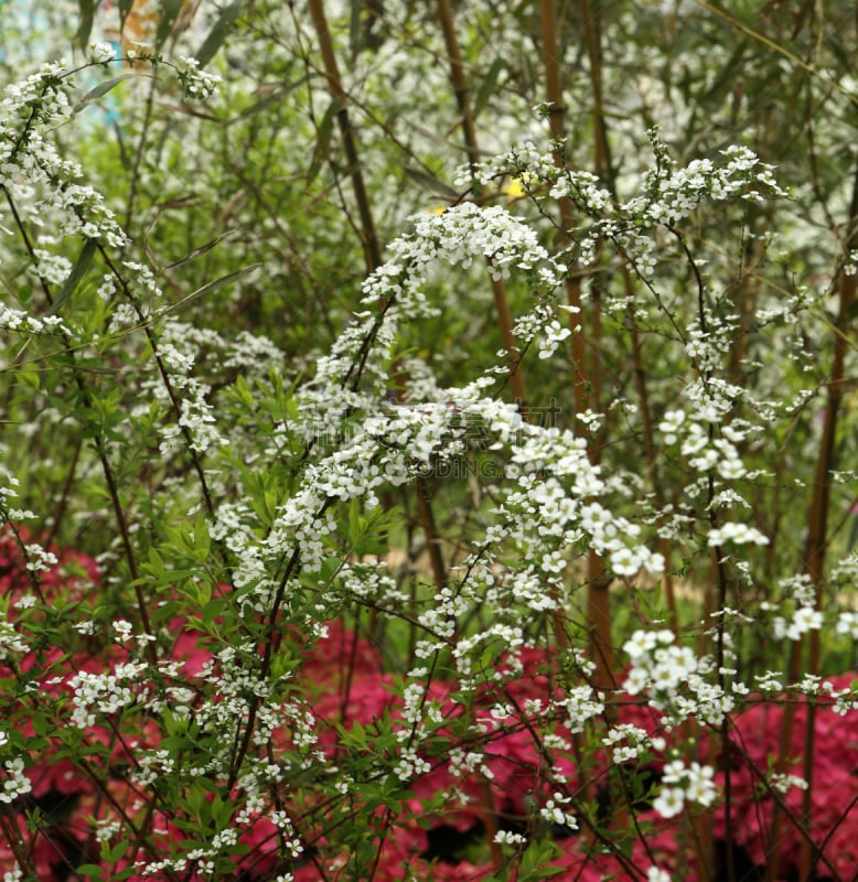 绣线菊,垂直画幅,白色,植物,无人,叶子,图像,摄影,花