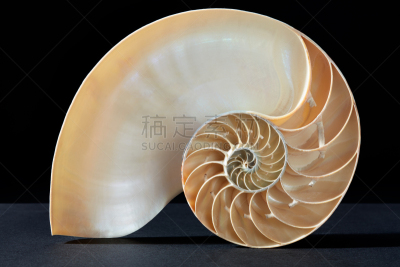 鹦鹉螺,斐波那契螺旋线,完美,黑色背景,黄金分割,水平画幅,形状,贝壳,软体动物,几何形状