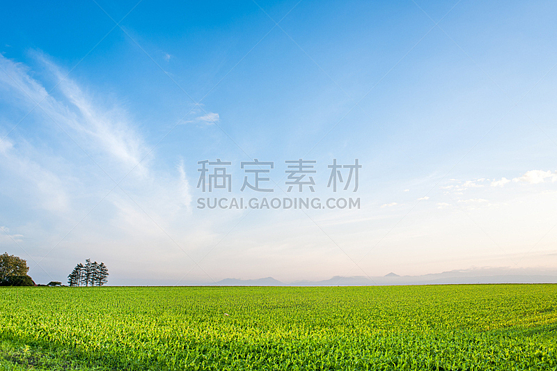 天空,田地,过大的,自然,六月,水平画幅,地形,无人,日本,夏天