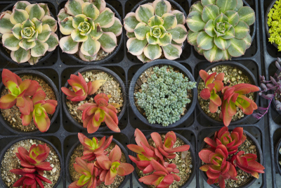 多肉植物,自然,图像,室内植物,肉质植物,花店,装饰物,无人,韩国,植物