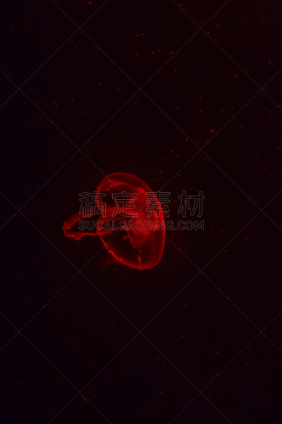 红色,水母,背景聚焦,垂直画幅,美,无人,水下,泰国,水族馆,危险