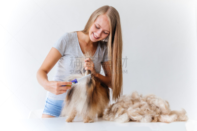 专业人员,狗,理毛行为,注视镜头,美发师,可爱的,纯种犬,哺乳纲,小的,头发