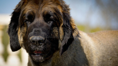 特拉华,leonberger,纯种犬,水平画幅,无人,特写,法国,狗,动物主题,摄影