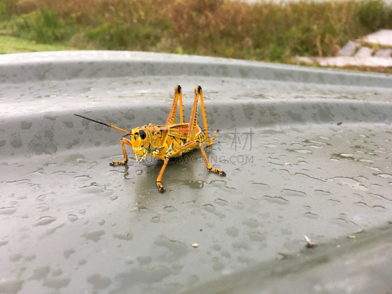 蚱蜢,沼泽,雨,船,傻大个蚱蜢,剑角蝗科,汽船,密西西比,昆虫群,蟋蟀