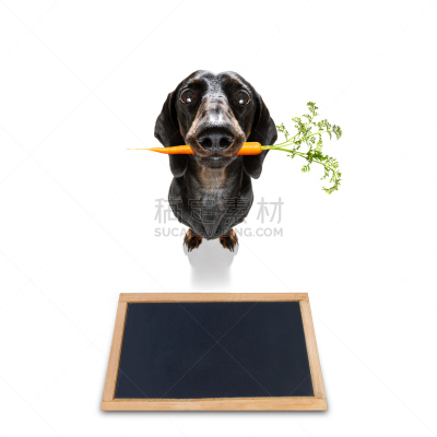 狗,胡萝卜,人的嘴,素食,生物学,蔬菜,梗犬,清新,自然界的状态
