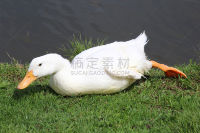 鸭子,白色,水,美,水平画幅,家禽,鸟类,湖,草,特写