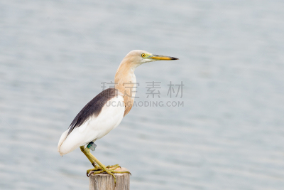 苍鹭,池塘,热带鸟,水,美,褐色,水平画幅,鸟类,早晨,动物身体部位