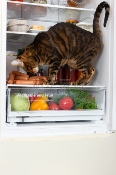 冰箱,香肠,猫,蔬菜,寒冷,牛奶,食品,椒类食物,哺乳纲,动物