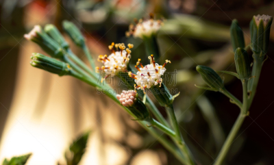 Bálsamo de Canudo, Kleinia repens, Senecio serpens
Flowers