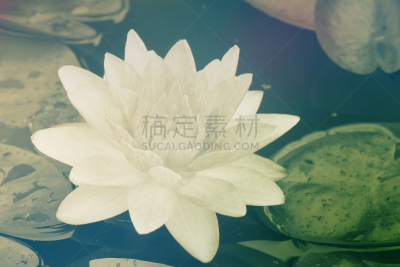 荷花,白色,喀多湖,自然,美国,水平画幅,睡莲,无人,户外,湖