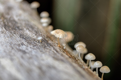 真菌,小的,蘑菇,木材,孢子,素食,苔藓,早晨,lacewing,图像技术