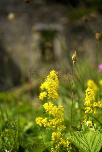 塞尔韦河,提契诺州,自然,垂直画幅,无人,河流,户外,瑞士,石头,摄影
