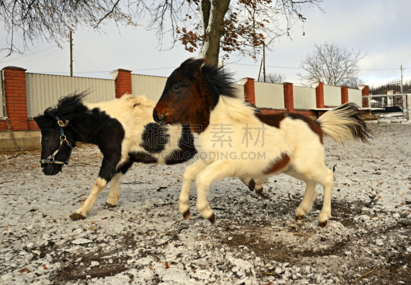 小马,微型马,自然,野生动物,水平画幅,无人,幼小动物,动物主题,哺乳纲,摄影